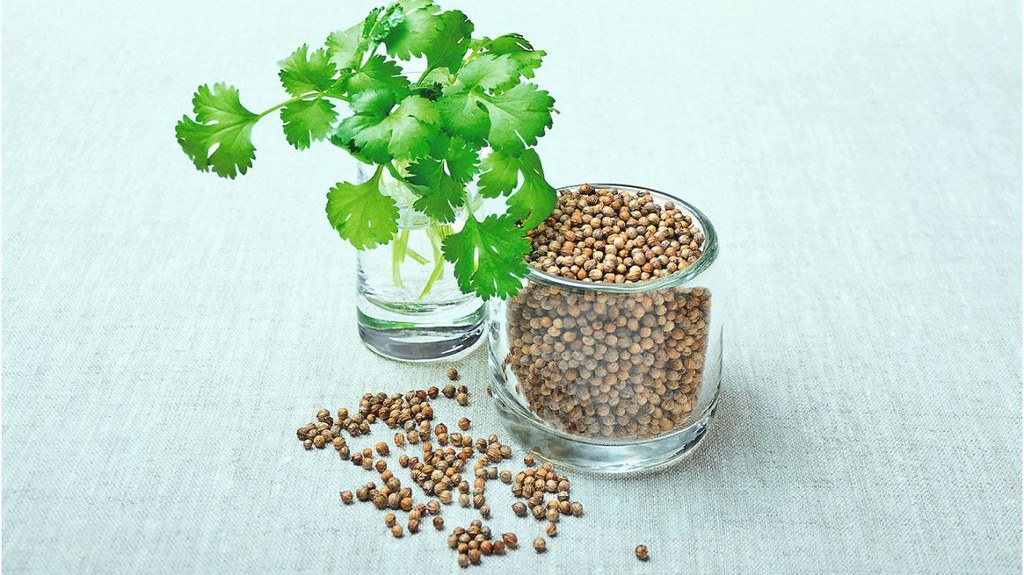 Fresh cilantro and coriander seeds