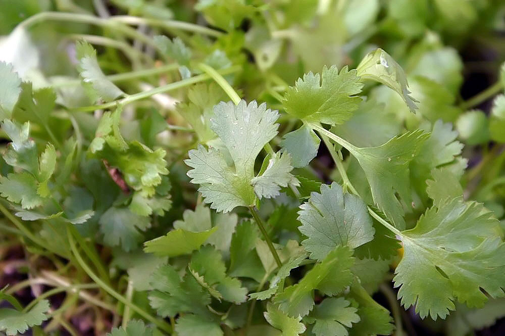 Close-up of fresh cilantro leaves (Coriandrum sativum)