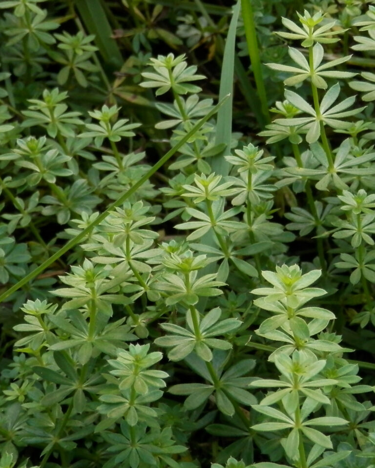 Cleavers (Galium aparine), a sticky green herb with whorls of narrow leaves