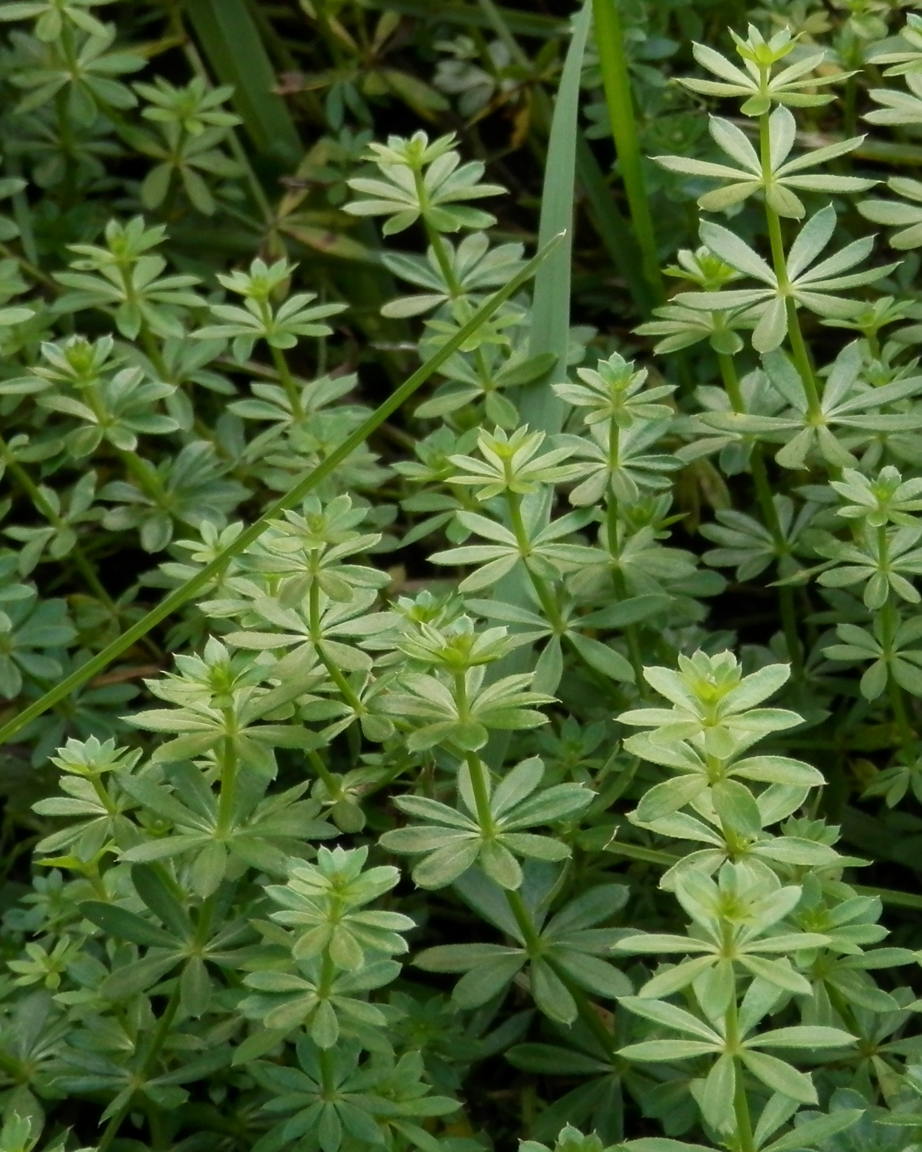 Cleavers (Galium aparine), a sticky green herb with whorls of narrow leaves
