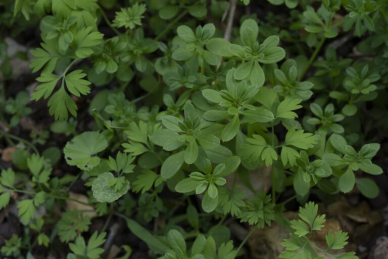 Cleavers: Galium aparine