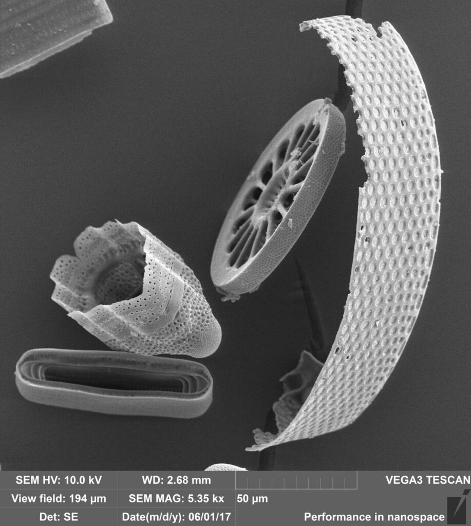 Electron microscope view of diatom shells, the source of diatomaceous earth