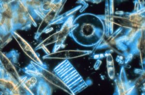 Colourful diatoms seen through a microscope