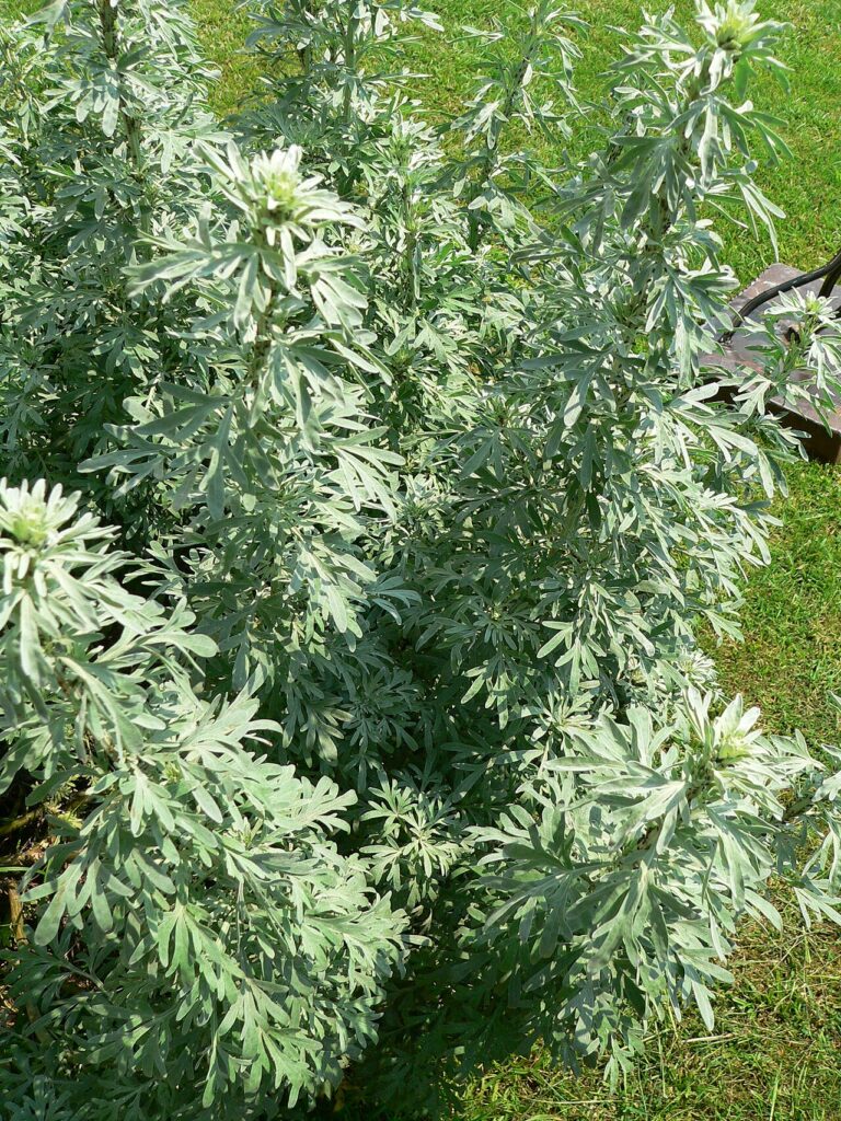 Silvery-green wormwood (Artemisia absinthium) leaves