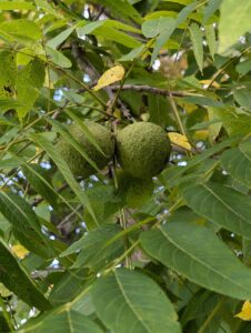 Green black walnut hulls on the tree