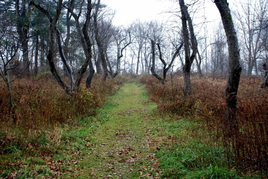 A grassy walking path through autumn woods