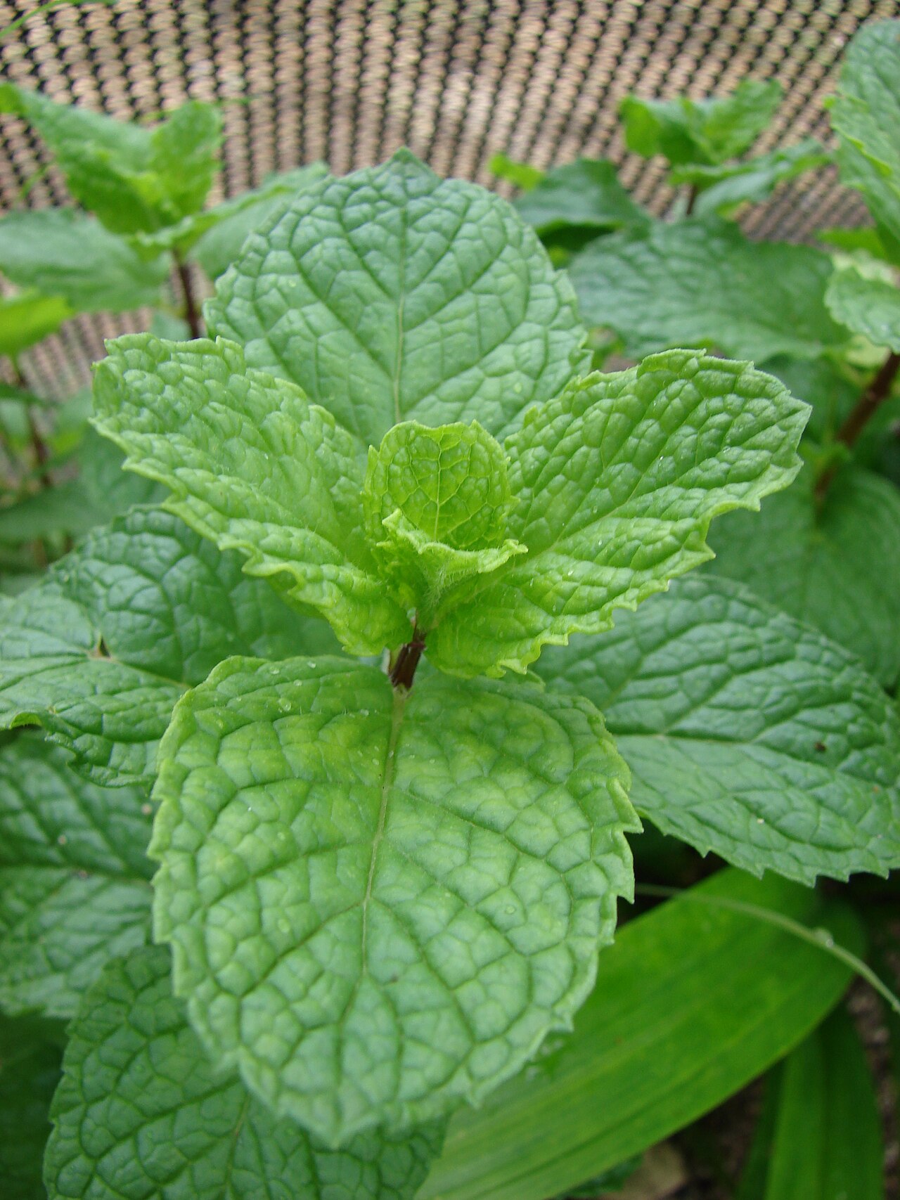 Fresh spearmint leaves (Mentha spicata) growing
