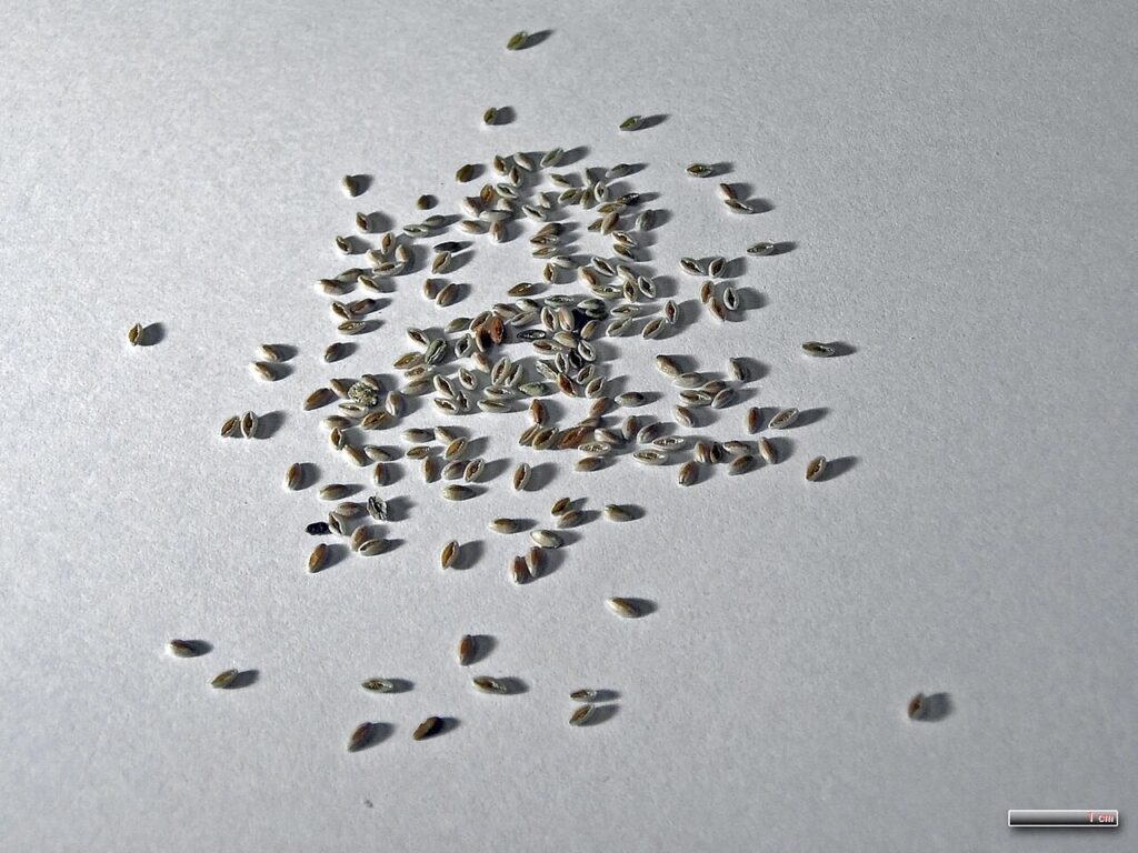 Close-up of psyllium (Plantago ovata) seeds