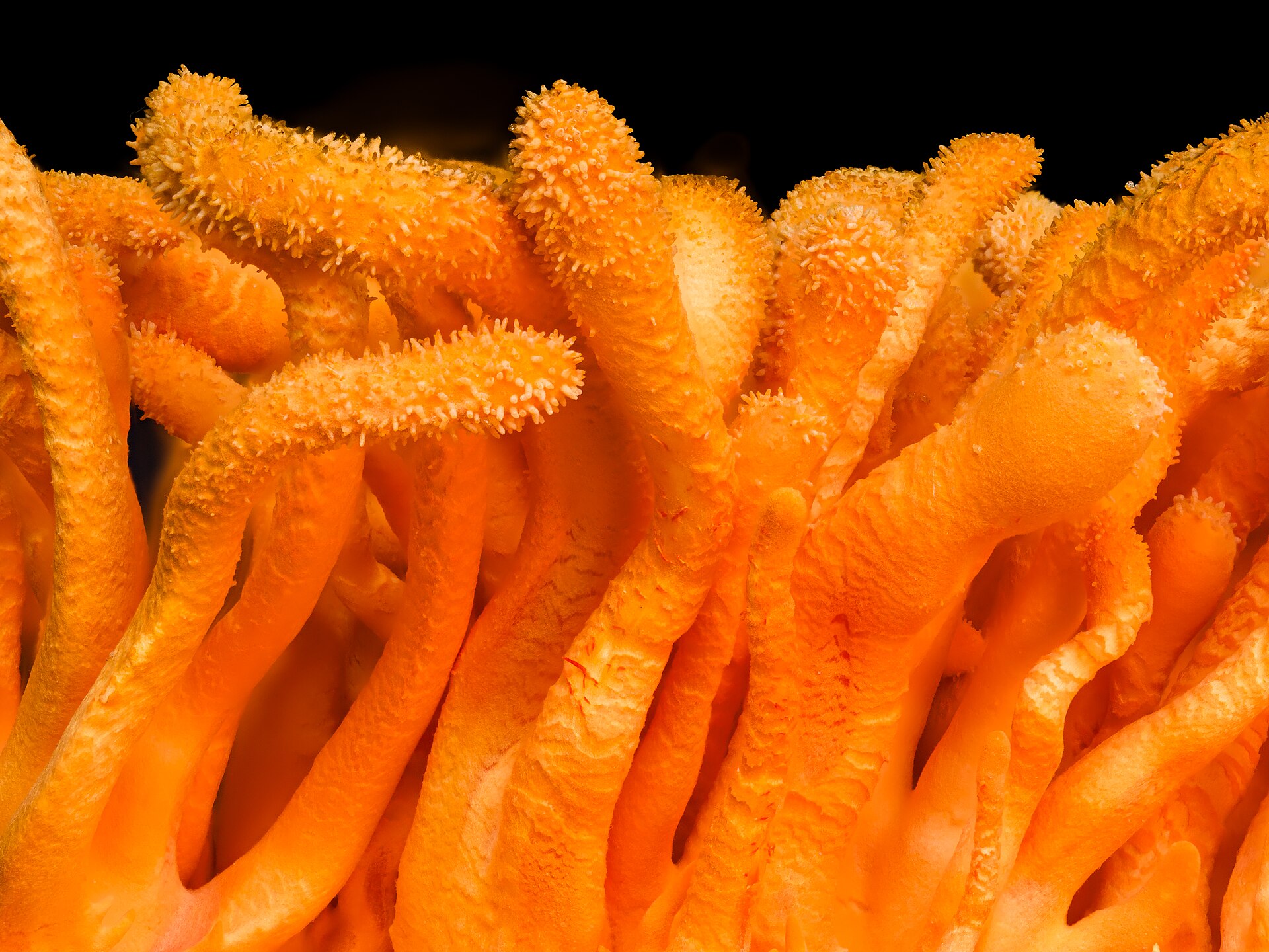 Bright orange cultivated cordyceps mushrooms