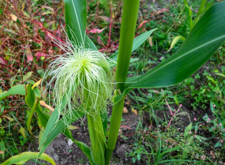 Fresh pale green corn silk emerging from a young ear on a corn plant