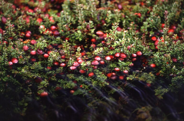 Ripe red cranberries growing on low vines in a bog