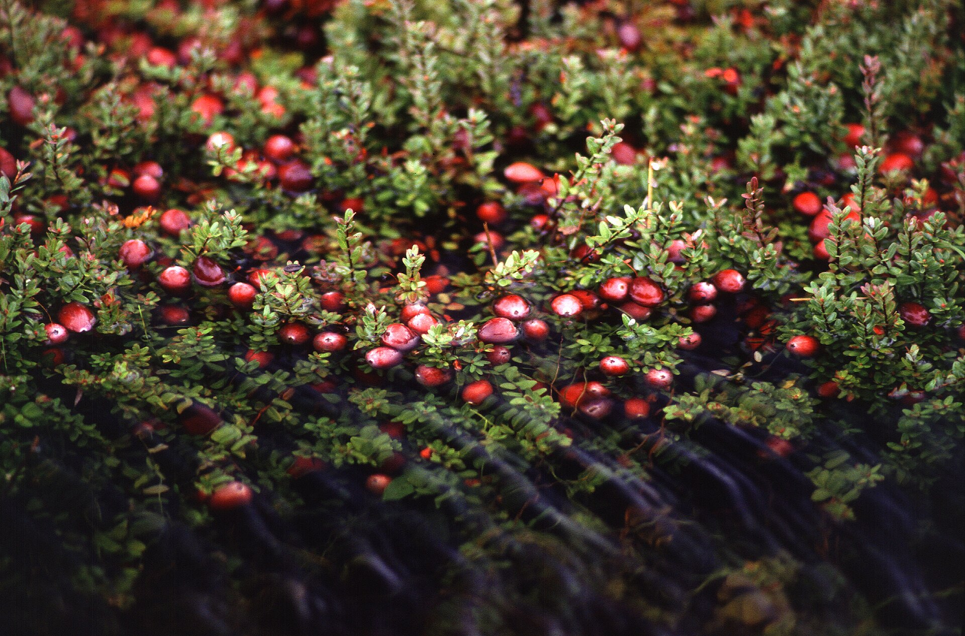 Ripe red cranberries growing on low vines in a bog
