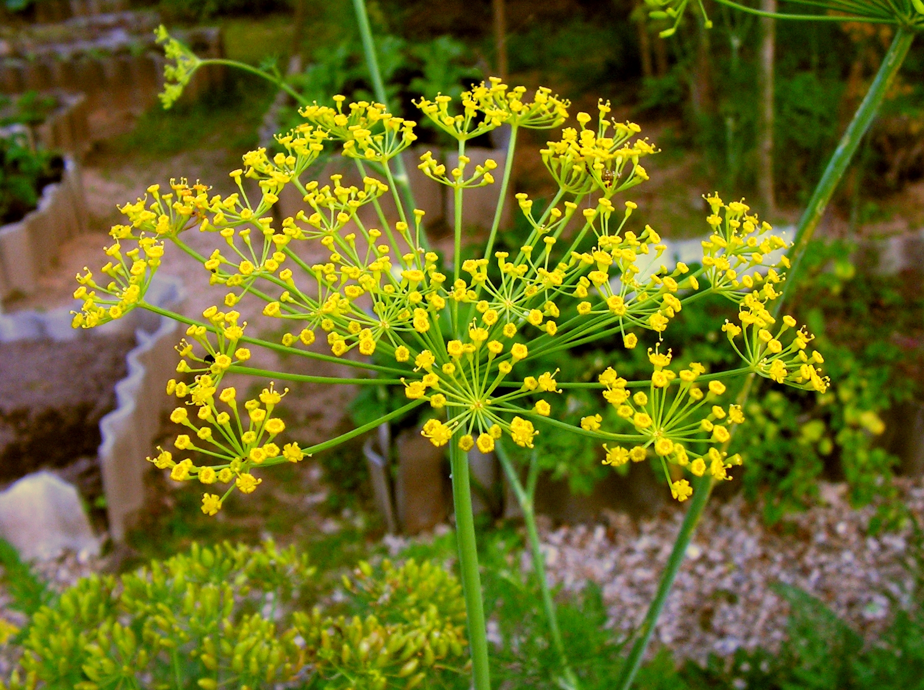 Yellow dill flower heads and feathery leaves