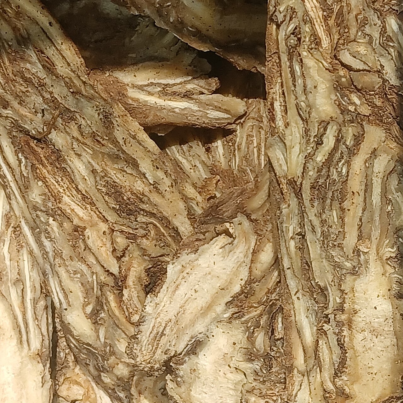 Dried, sliced dong quai (Angelica sinensis) root