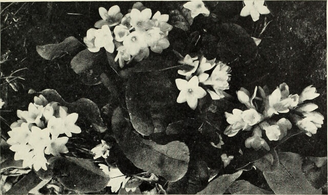 Dried medicinal herbs
