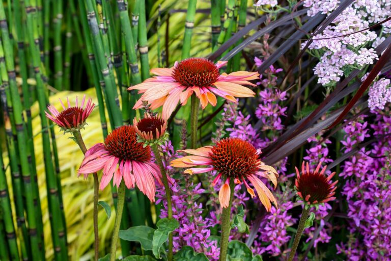 Echinacea: Echinacea purpurea 'Sundown'