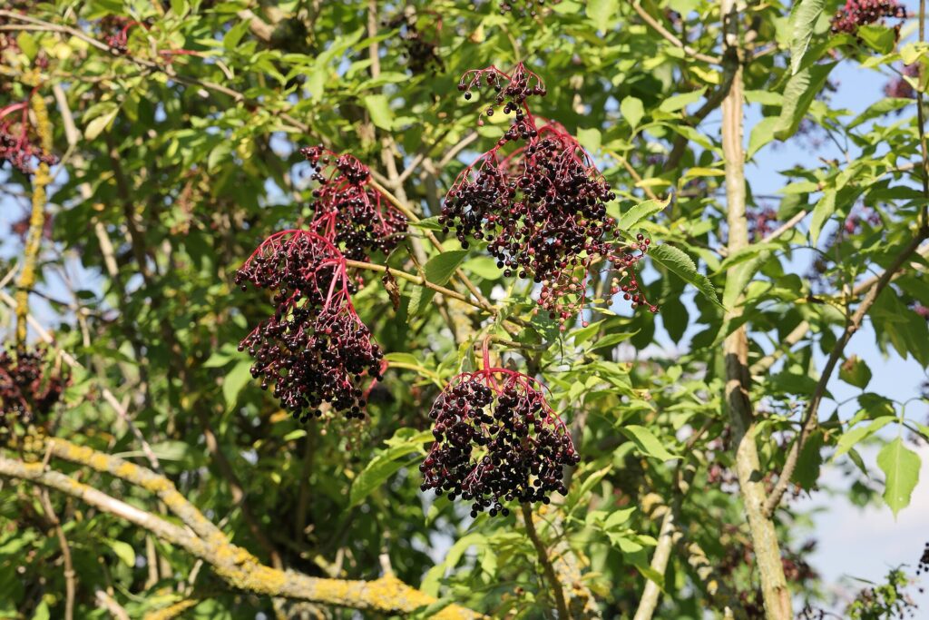 Dark elderberry clusters ripening on a green elder bush
