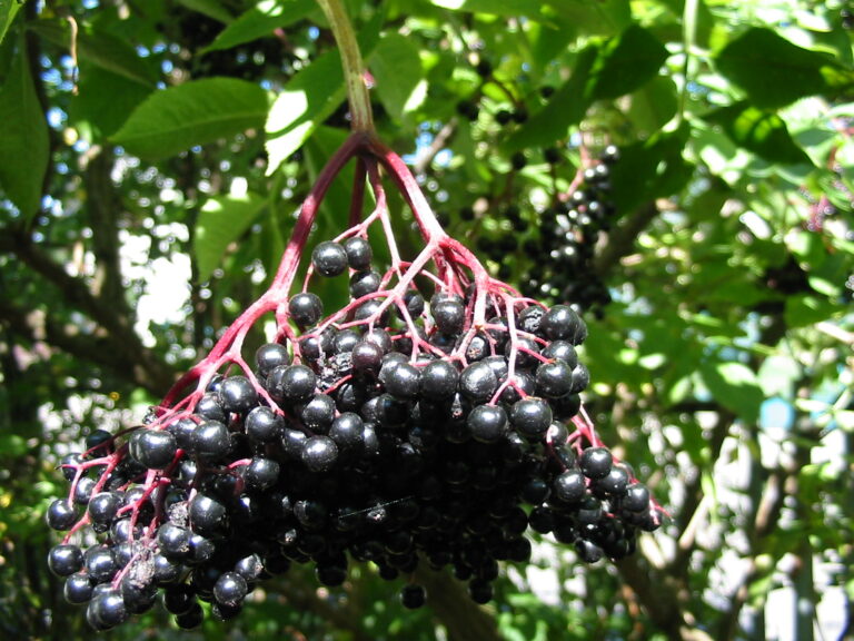 Ripe black elderberry clusters hanging from the branch