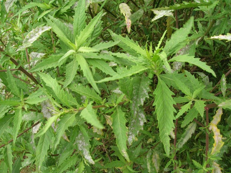 Green epazote (Dysphania ambrosioides) leaves growing