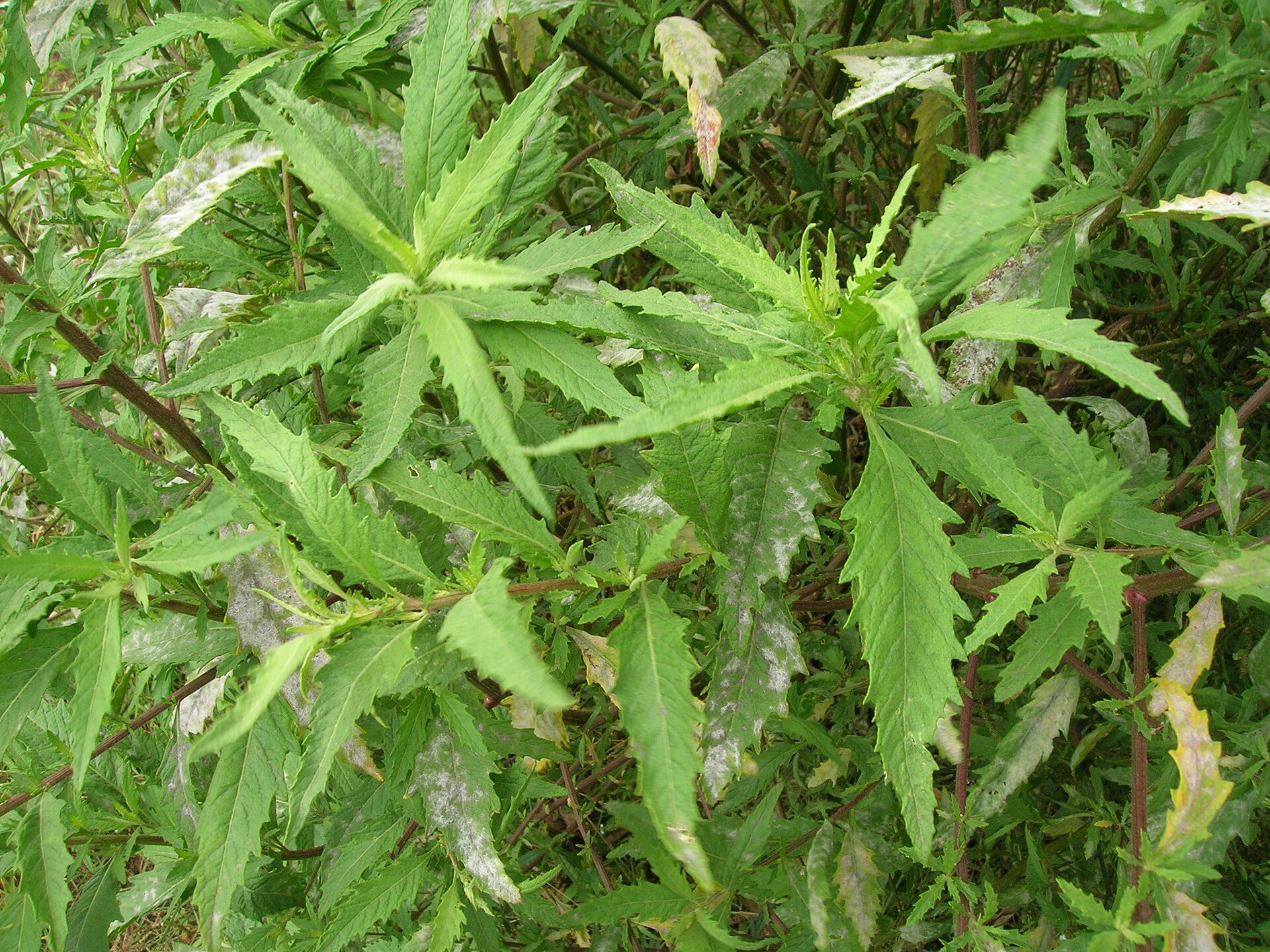 Green epazote (Dysphania ambrosioides) leaves growing