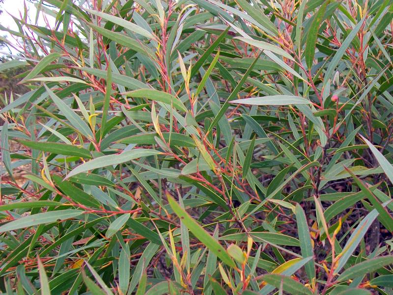 Eucalyptus leaves