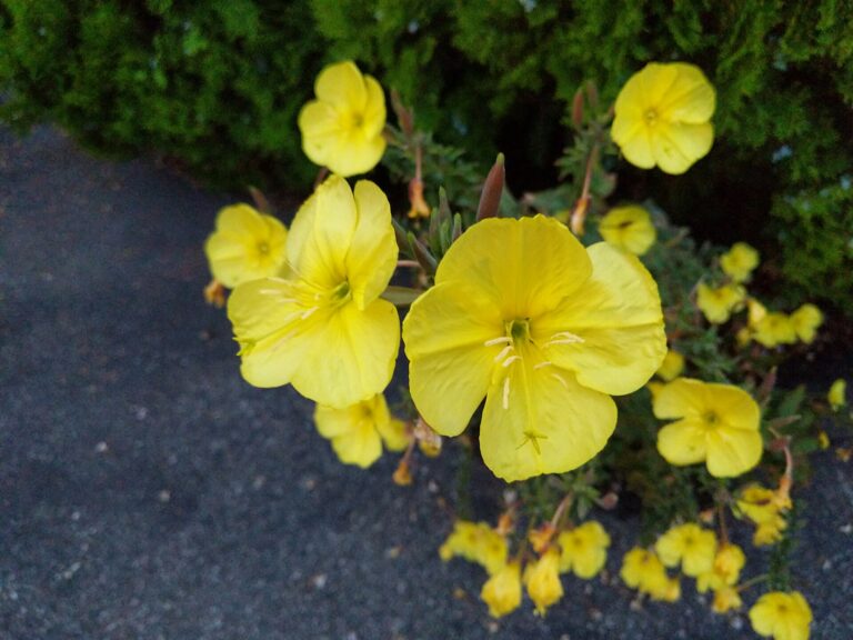 Yellow evening primrose flowers in bloom