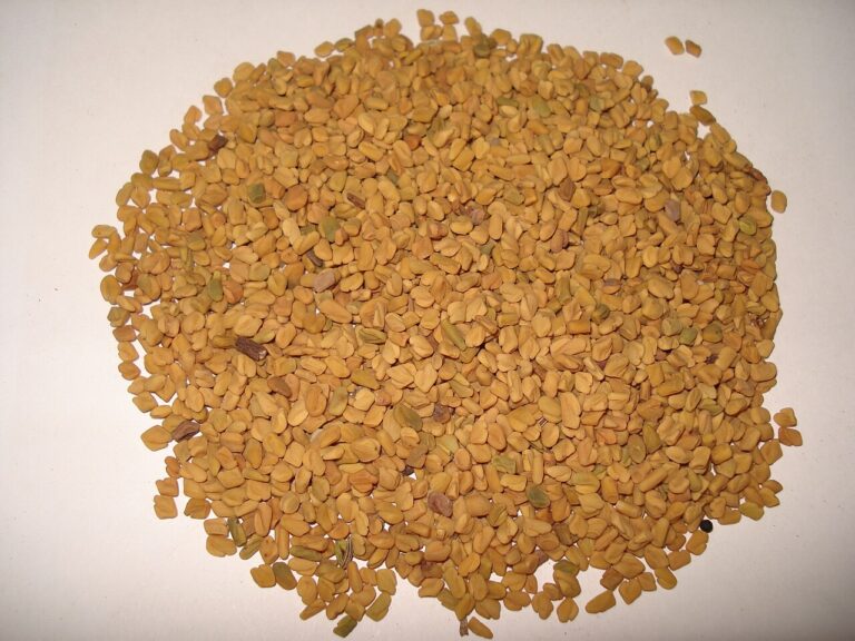 Fenugreek seeds