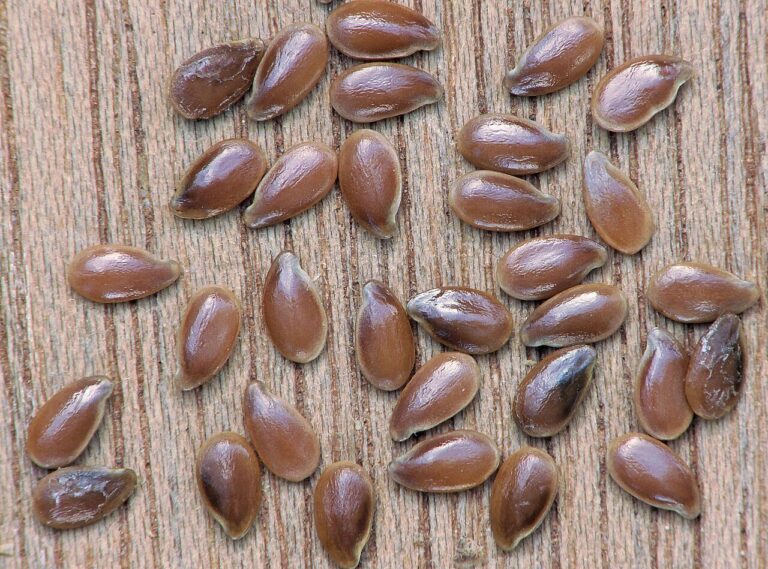 Close-up of shiny brown flaxseeds (Linum usitatissimum) scattered on a wooden surface