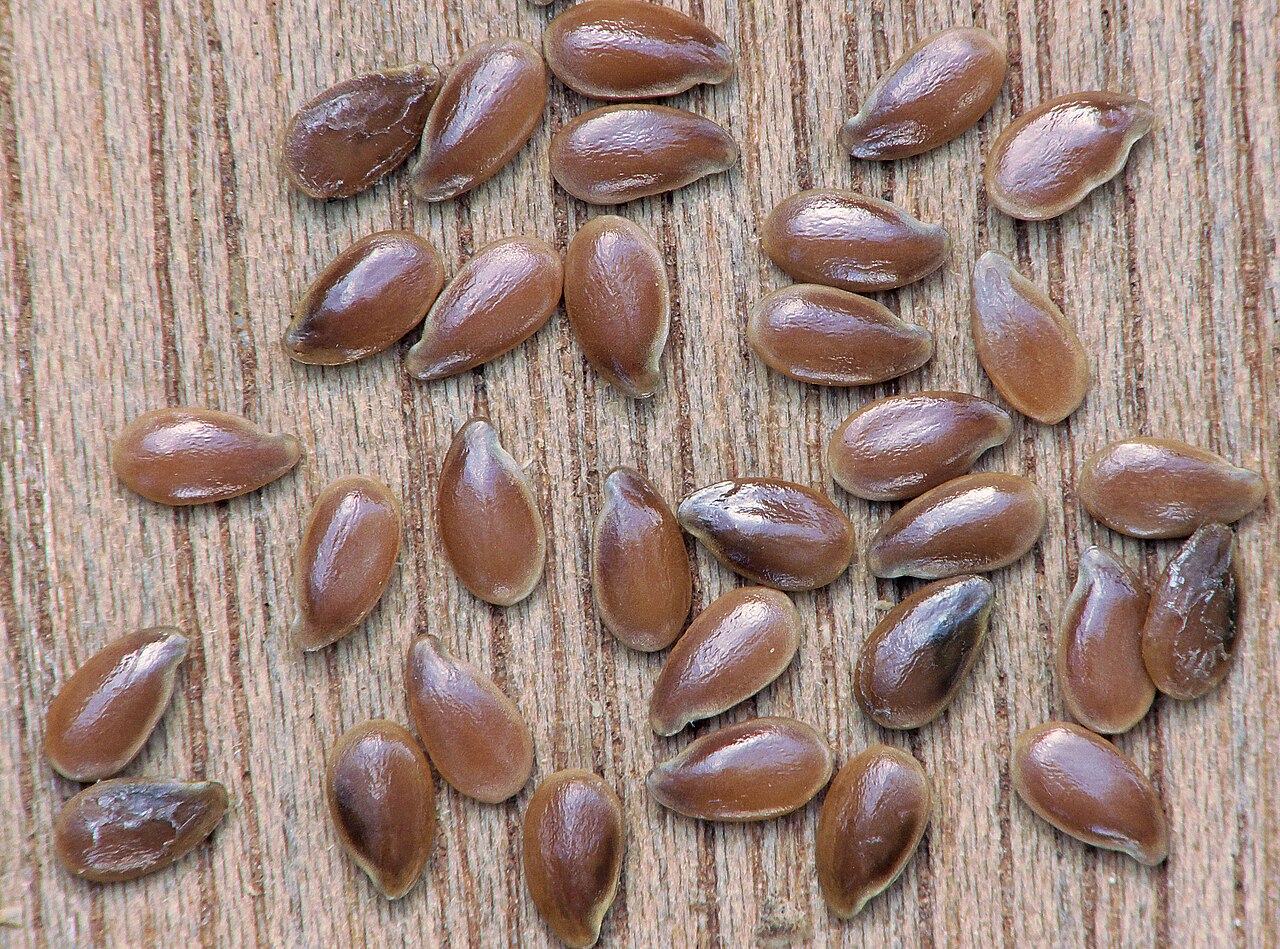 Close-up of shiny brown flaxseeds (Linum usitatissimum) scattered on a wooden surface
