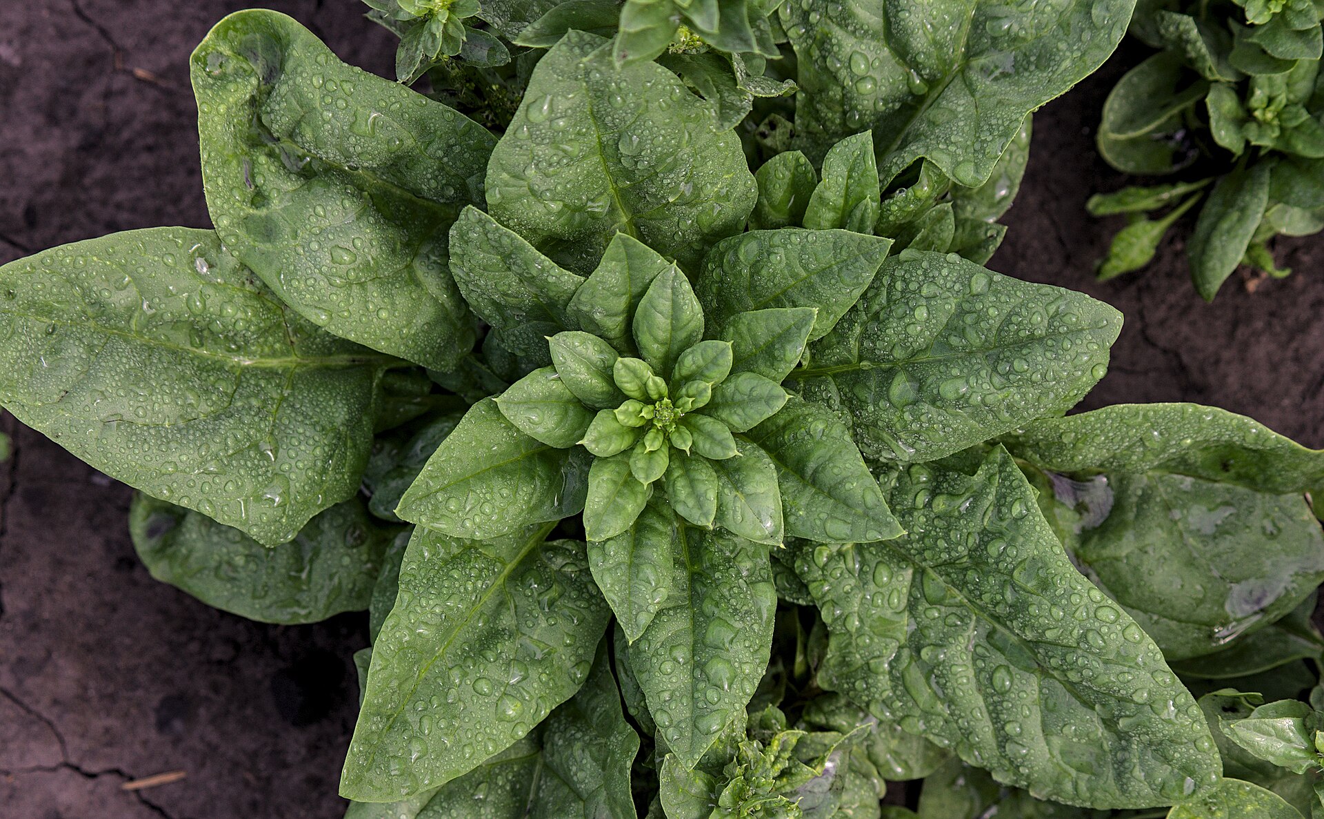 Fresh spinach leaves growing