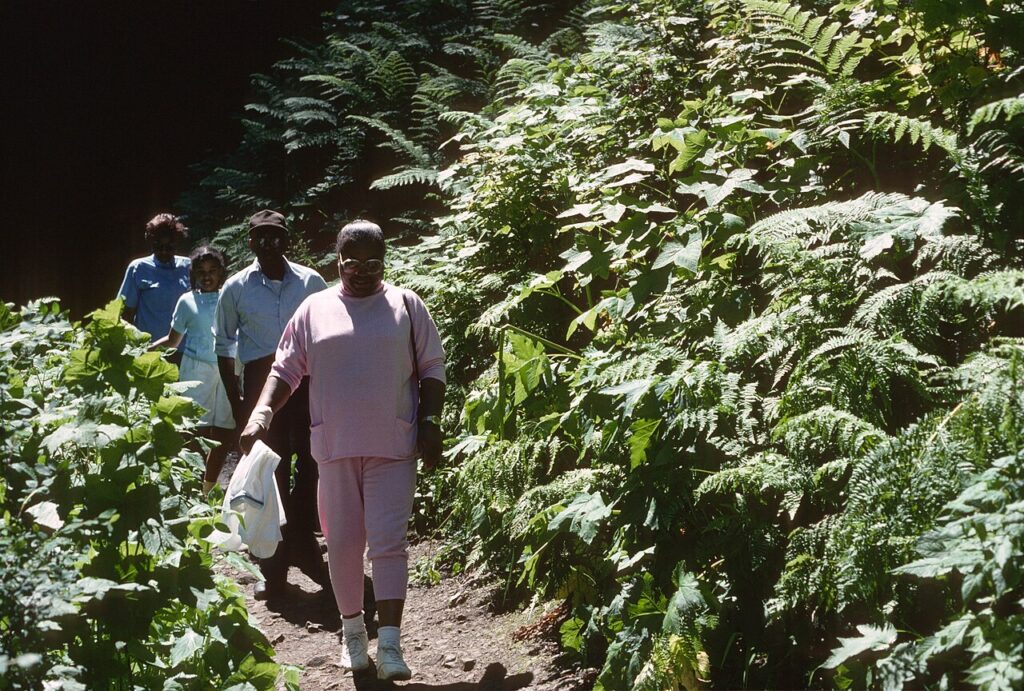 A walking trail through the forest
