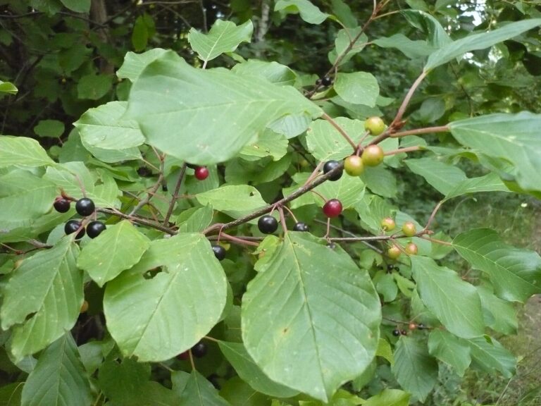 Alder buckthorn (frangula) branch with leaves and berries