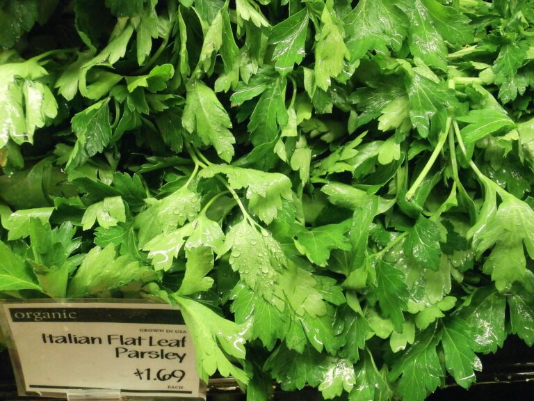 Fresh flat-leaf parsley leaves