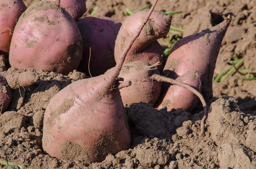 Freshly dug root vegetables