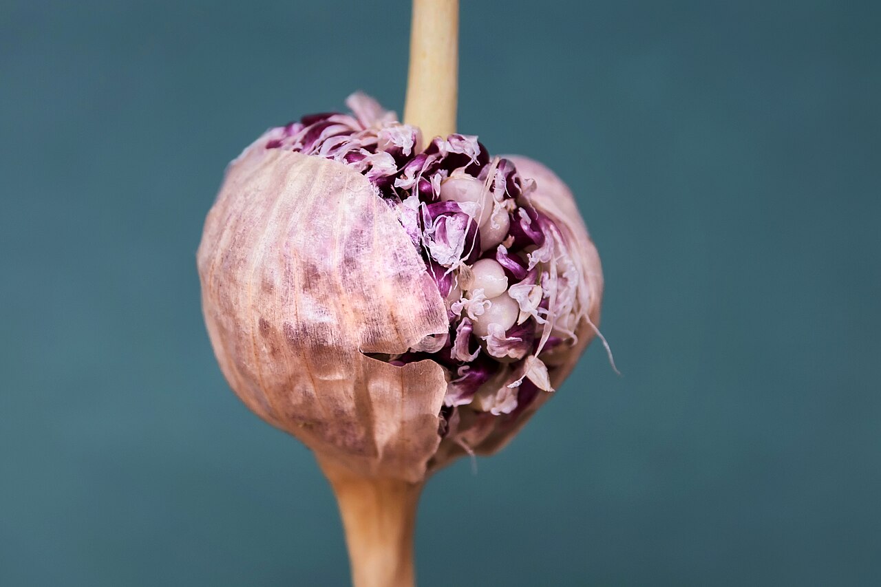A whole bulb of garlic with purple-streaked skin