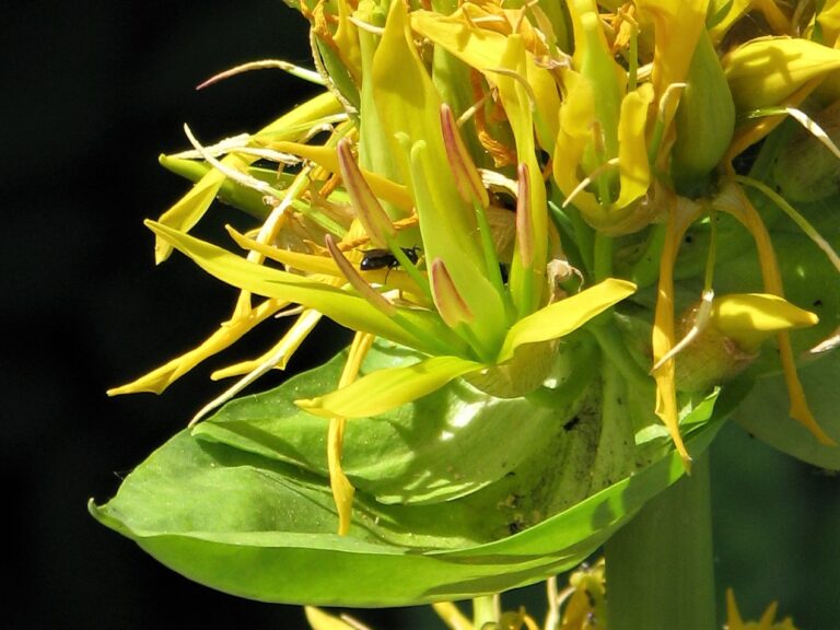 Yellow flowers of great yellow gentian (Gentiana lutea)