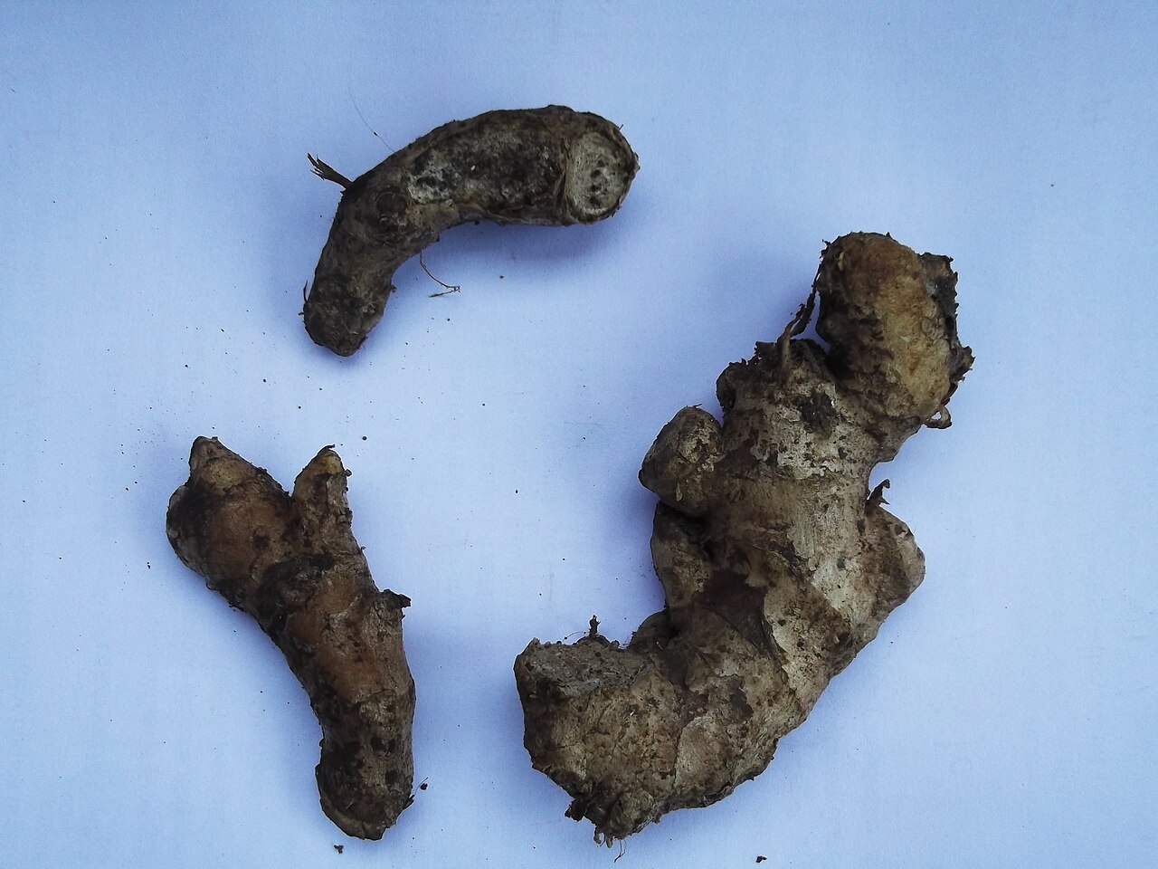 Fresh ginger roots