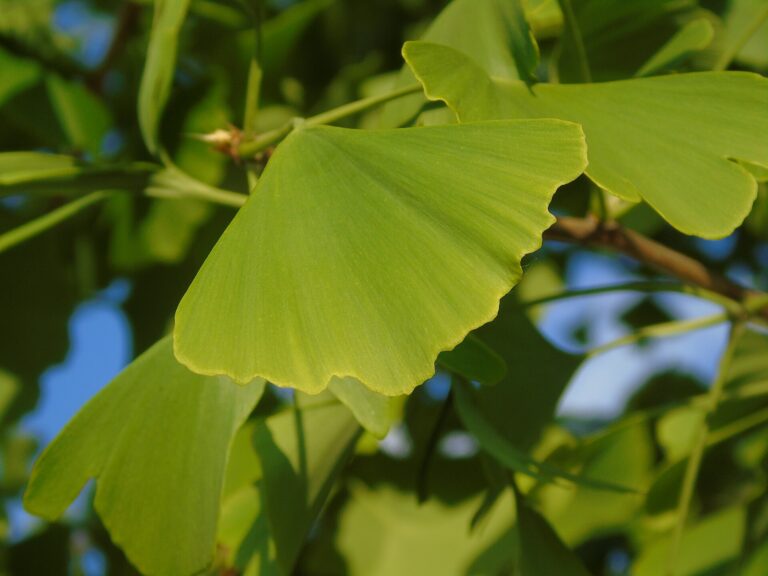 Green fan-shaped ginkgo leaves on a branch