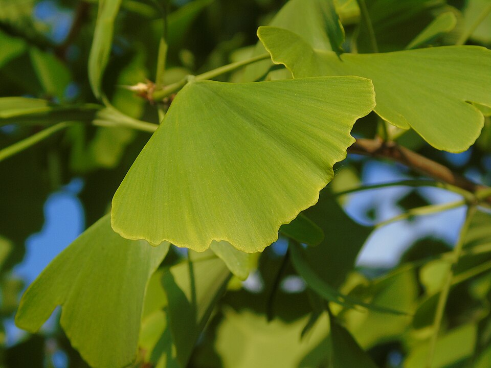 Fan-shaped green ginkgo biloba leaves on a branch