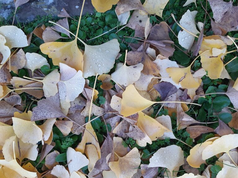 Ginkgo biloba leaves