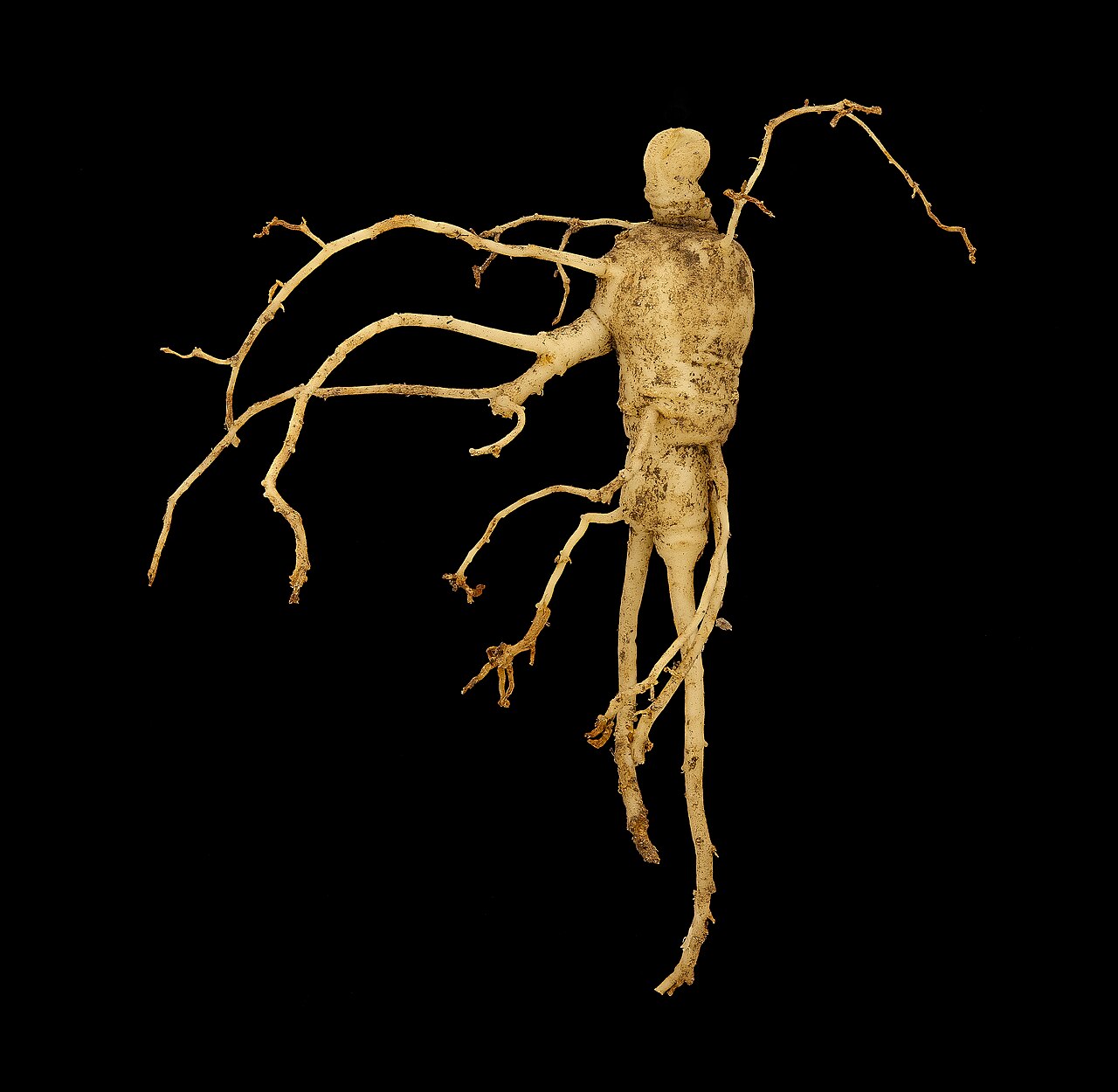 Ginseng root