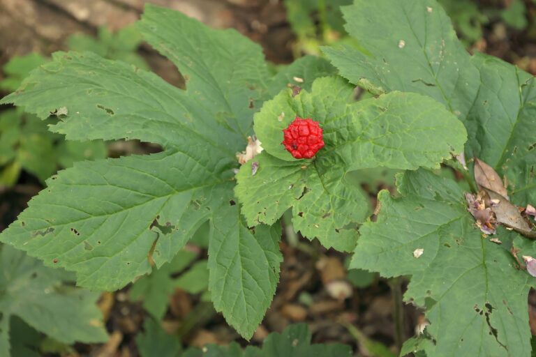 Goldenseal plant with broad leaves and a red berry