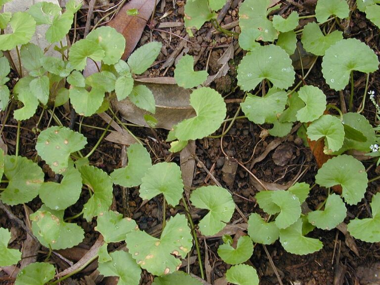 Gotu kola (Centella asiatica) plant with round, scalloped green leaves