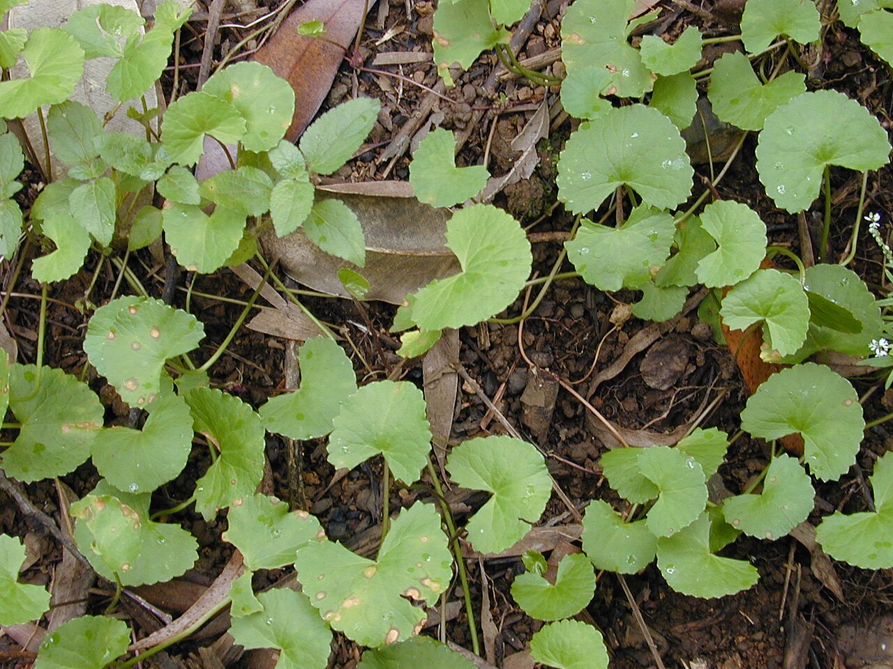 Gotu kola (Centella asiatica) plant with round, scalloped green leaves