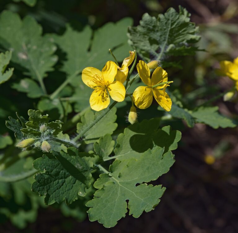 Yellow greater celandine flowers and leaves