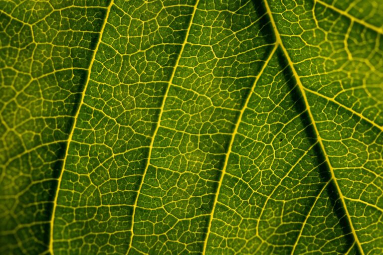 Close-up of a green leaf with its network of veins, coloured by chlorophyll