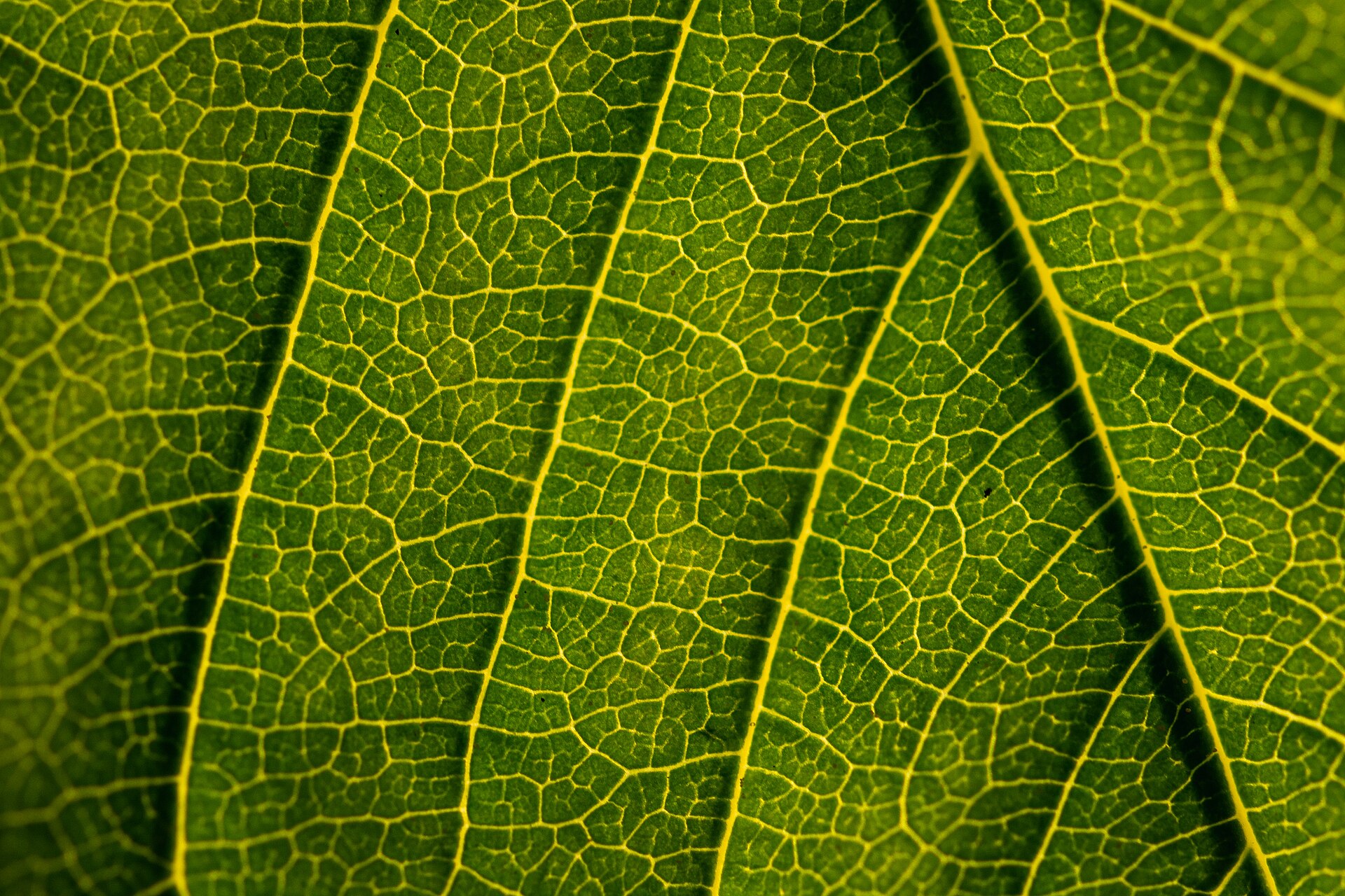 Close-up of a green leaf with its network of veins, coloured by chlorophyll