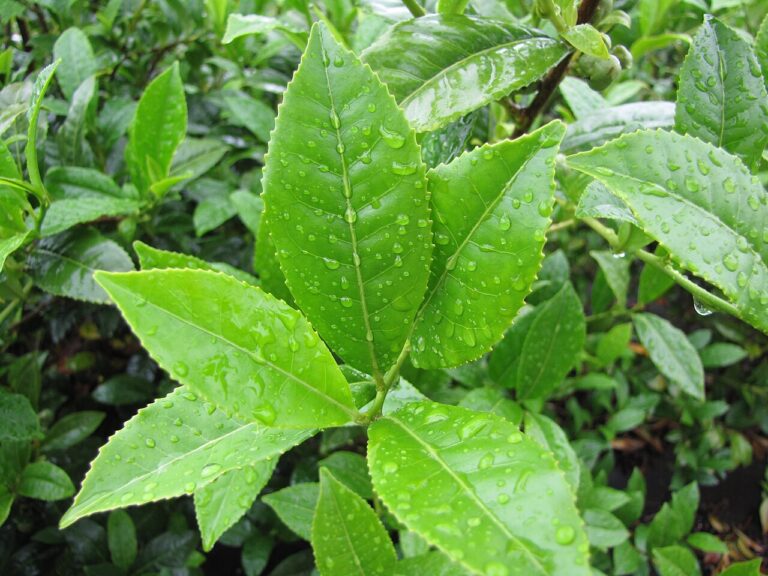 Fresh green tea leaves (Camellia sinensis) growing on a tea bush