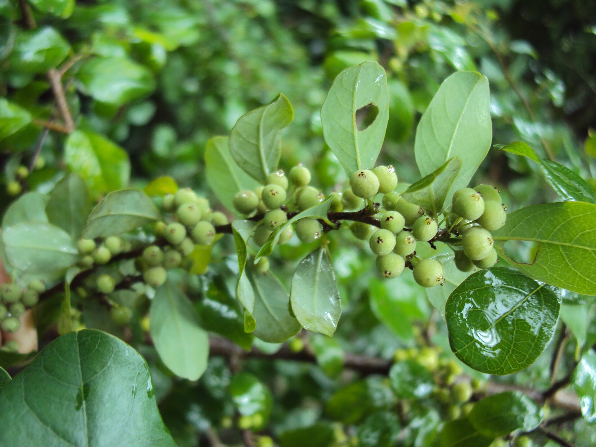 Guggul (Commiphora wightii) shrub with green fruits