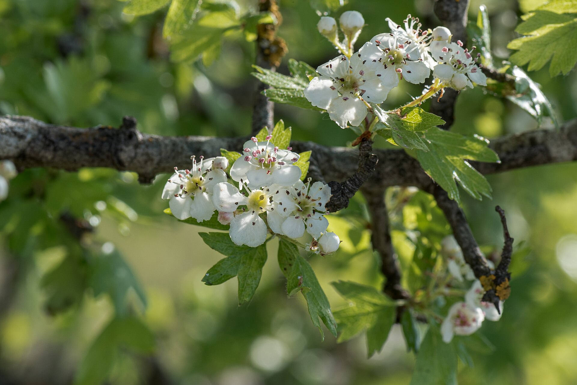 Hawthorn: 20260508 Crataegus